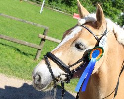 Pferd Anton 778 (Haflinger, 2002, von Amor)