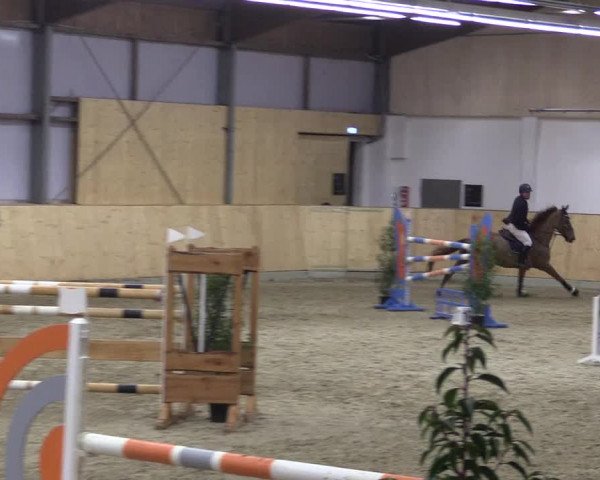 FEI Reitturnier Damme-Neuenwalde (GER) 2020