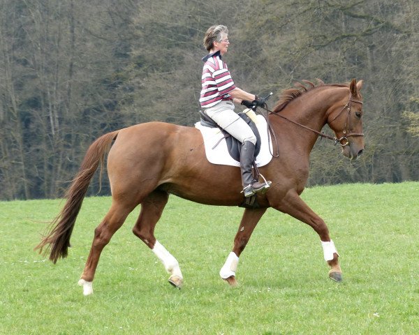 broodmare Pikfein (Bavarian, 2005, from Denaro)