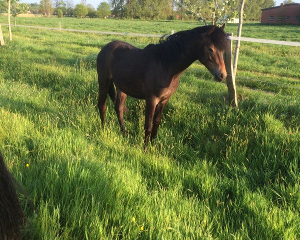 Pferd Eliesa (Deutsches Reitpony,  , von Neckar)