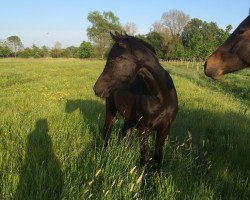 broodmare Naomi 447 (Westphalian, 2014, from Fehkamps Nightley)