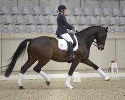 dressage horse Giro F (Hanoverian, 2005, from Goethe)