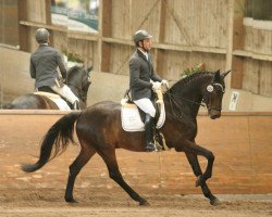 dressage horse Diataro (Westphalian, 2011, from Diatano)