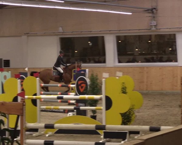 FEI Reitturnier Damme-Neuenwalde (GER) 2020