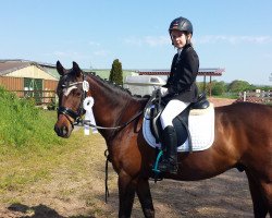 dressage horse Bad Boy (German Riding Pony, 2007, from Beckenbauer)