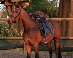 dressage horse Rockaphina Fs (Westphalian, 2013, from Rational 2)