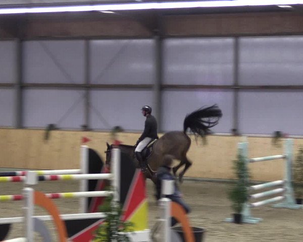 FEI Reitturnier Damme-Neuenwalde (GER) 2020