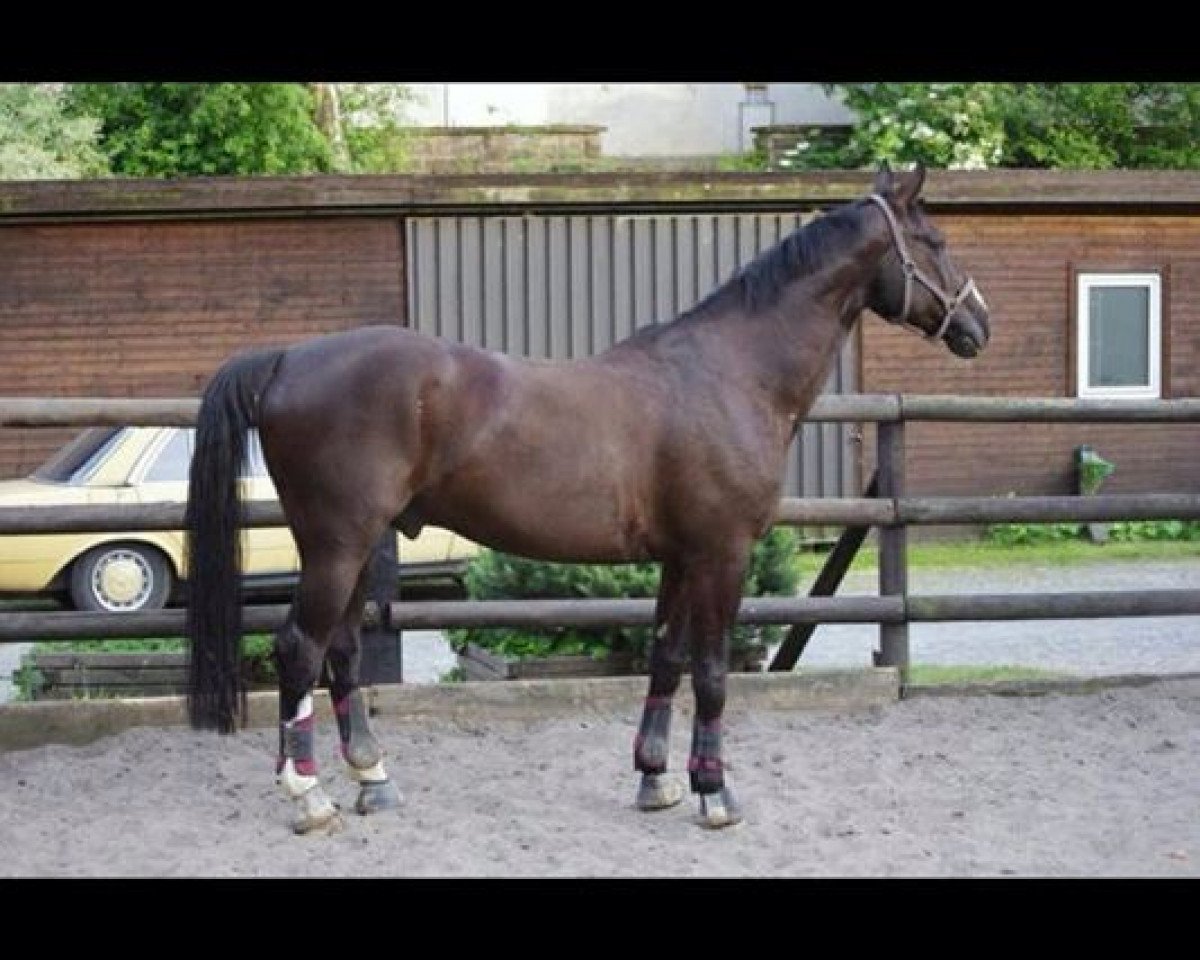 Pferd Pele 55 (Westfale, 1997, von Platini M)