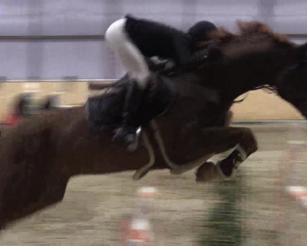 FEI Reitturnier Damme-Neuenwalde (GER) 2020