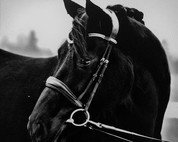 dressage horse Bonne Honoria (Hanoverian, 2012, from Belstaff)