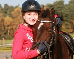 jumper Chico 1016 (German Riding Pony, 2005, from Corado)