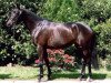 broodmare Candy (KWPN (Royal Dutch Sporthorse), 2007, from Donaufels)