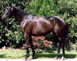 broodmare Candy (KWPN (Royal Dutch Sporthorse), 2007, from Donaufels)