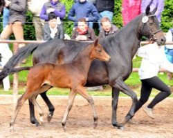 broodmare Caprice VIII (Trakehner, 1997, from Fontainbleau)