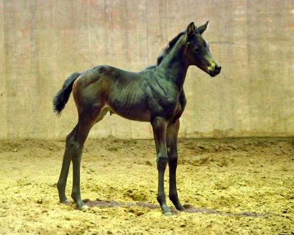 broodmare Candy (Trakehner, 2013, from Oliver Twist)