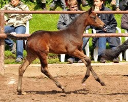 dressage horse Campino 627 (Trakehner, 2013, from Grand Corazon)