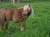 broodmare Marionneke v. driel (Shetland pony (under 87 cm), 1997, from Florio van de Beatrixlaan)