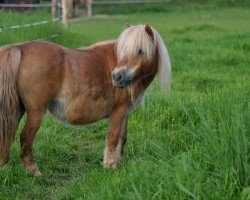 Zuchtstute Marionneke v. driel (Shetland Pony (unter 87 cm), 1997, von Florio van de Beatrixlaan)