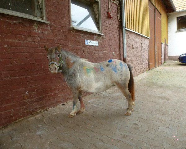 broodmare Elbenfeuer vom Regenbogen (Dt.Part-bred Shetland pony, 2011, from Ramon Oet Twente)