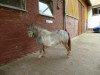 broodmare Elbenfeuer vom Regenbogen (Dt.Part-bred Shetland pony, 2011, from Ramon Oet Twente)