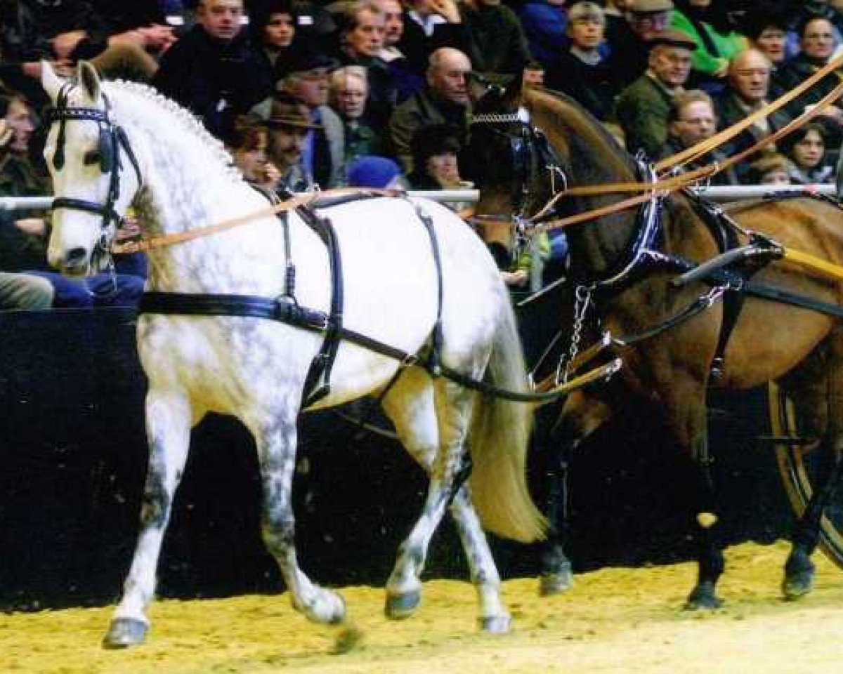 Zuchtstute Cortina (Württemberger, 1988, von Cordeur)
