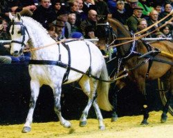 broodmare Cortina (Württemberger, 1988, from Cordeur)