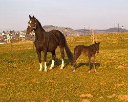 Springpferd Dani California Z (Zangersheide Reitpferd, 2016, von Dominator 2000 Z)