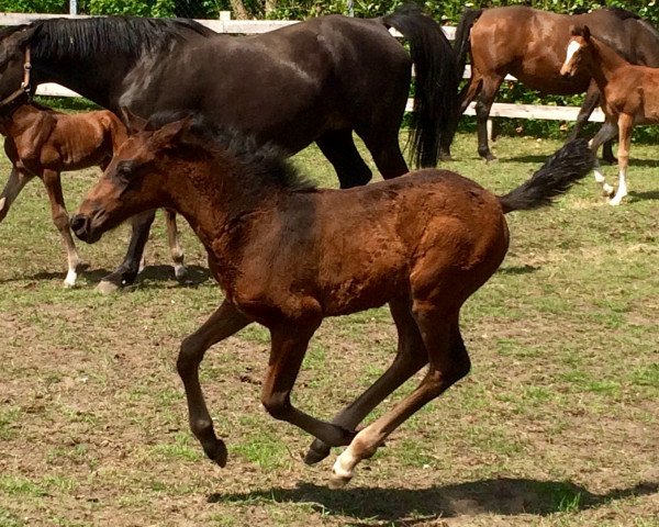 jumper Calina (Oldenburg, 2016, from Cachassini)