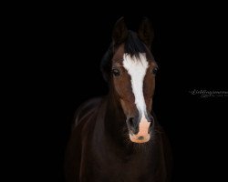 dressage horse Grace Kelly 92 (German Riding Pony, 2004, from FS Golden Highlight)