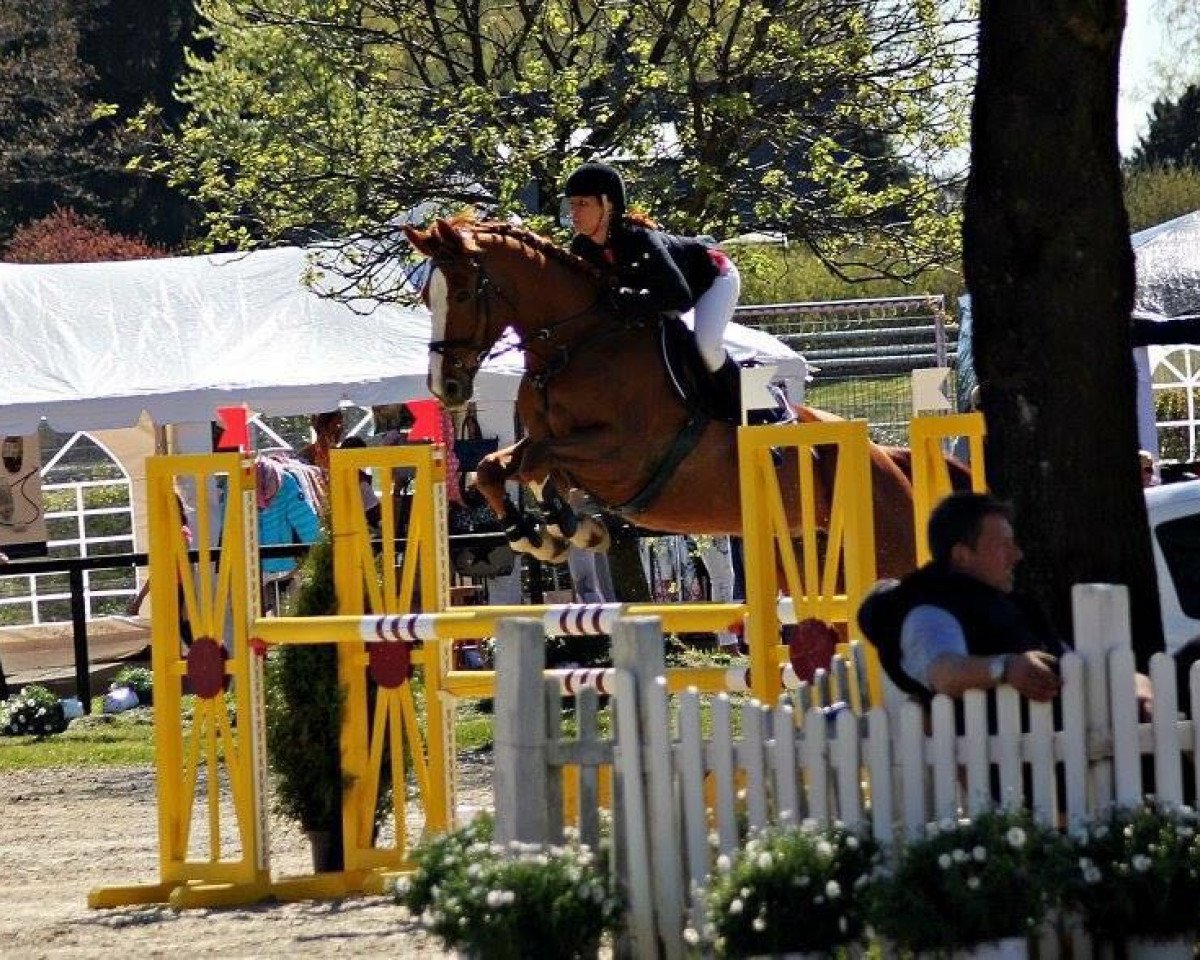 jumper Accorda 3 (Westphalian, 2005, from Acord II)