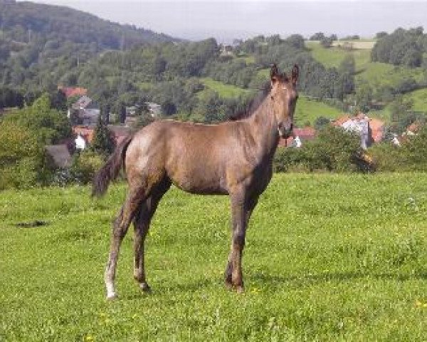 Springpferd Clara (Holsteiner, 2011, von Coradus)