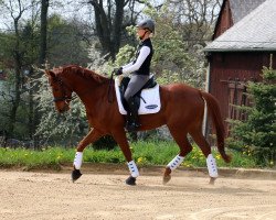 jumper Giotto (German Sport Horse, 2008, from Grandel)