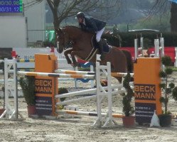 jumper Cookie B (Oldenburg, 2005, from Cordalme Z)