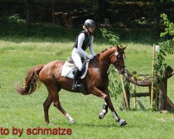 broodmare Glücksfee 72 (Trakehner, 2011, from Perechlest)