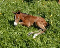 broodmare Les Marguerites (Noble Warmblood, 2016, from Likoto xx)