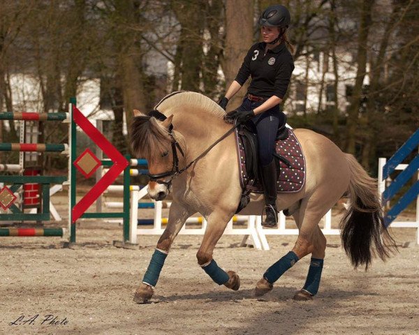 dressage horse Syrano (Fjord Horse, 2007, from Sogneblakken)