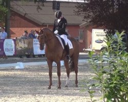 dressage horse Sonnenschein OLD (Oldenburg, 2010, from Sir Donnerhall II OLD)