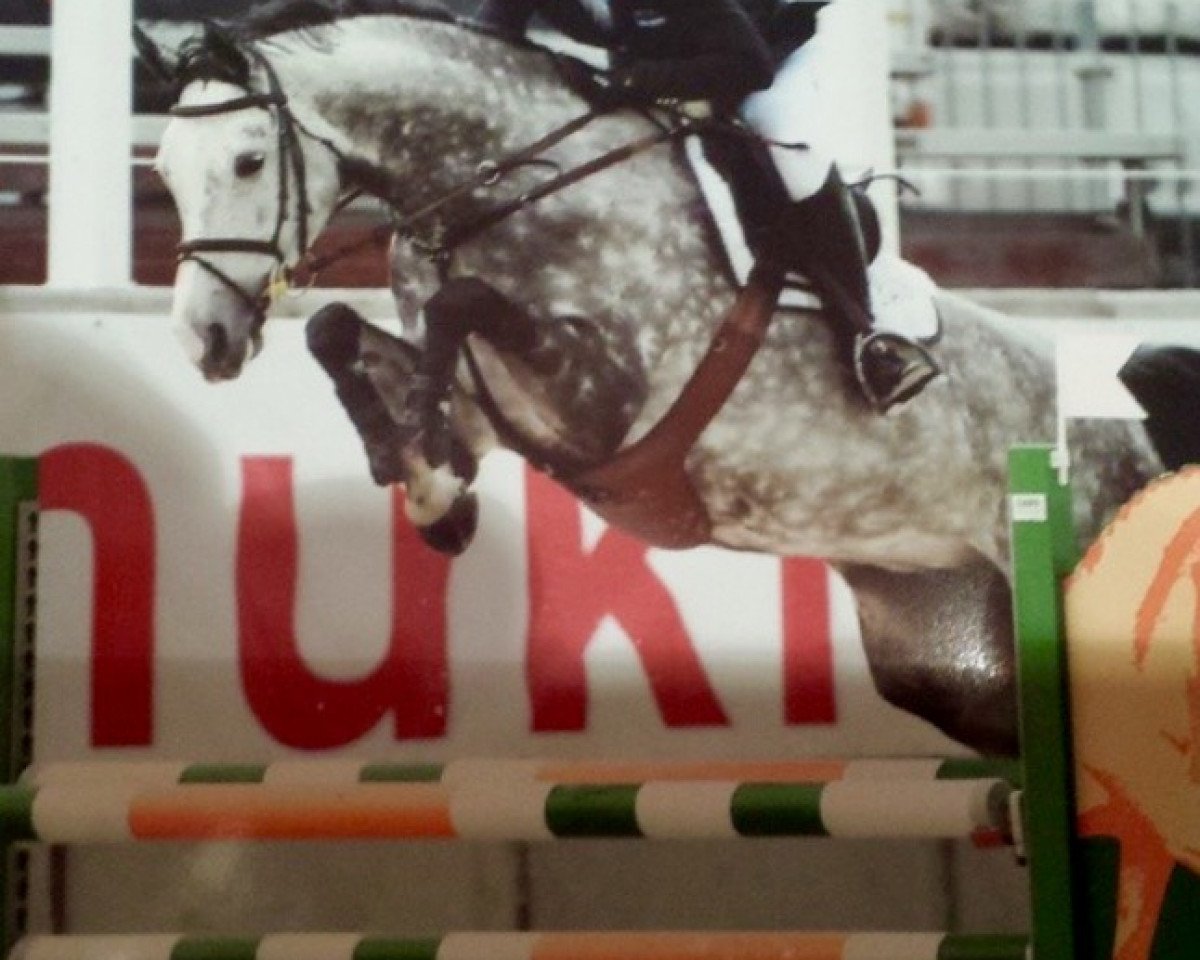 Springpferd HB Cristella (Westfale, 2007, von Cristallo I)