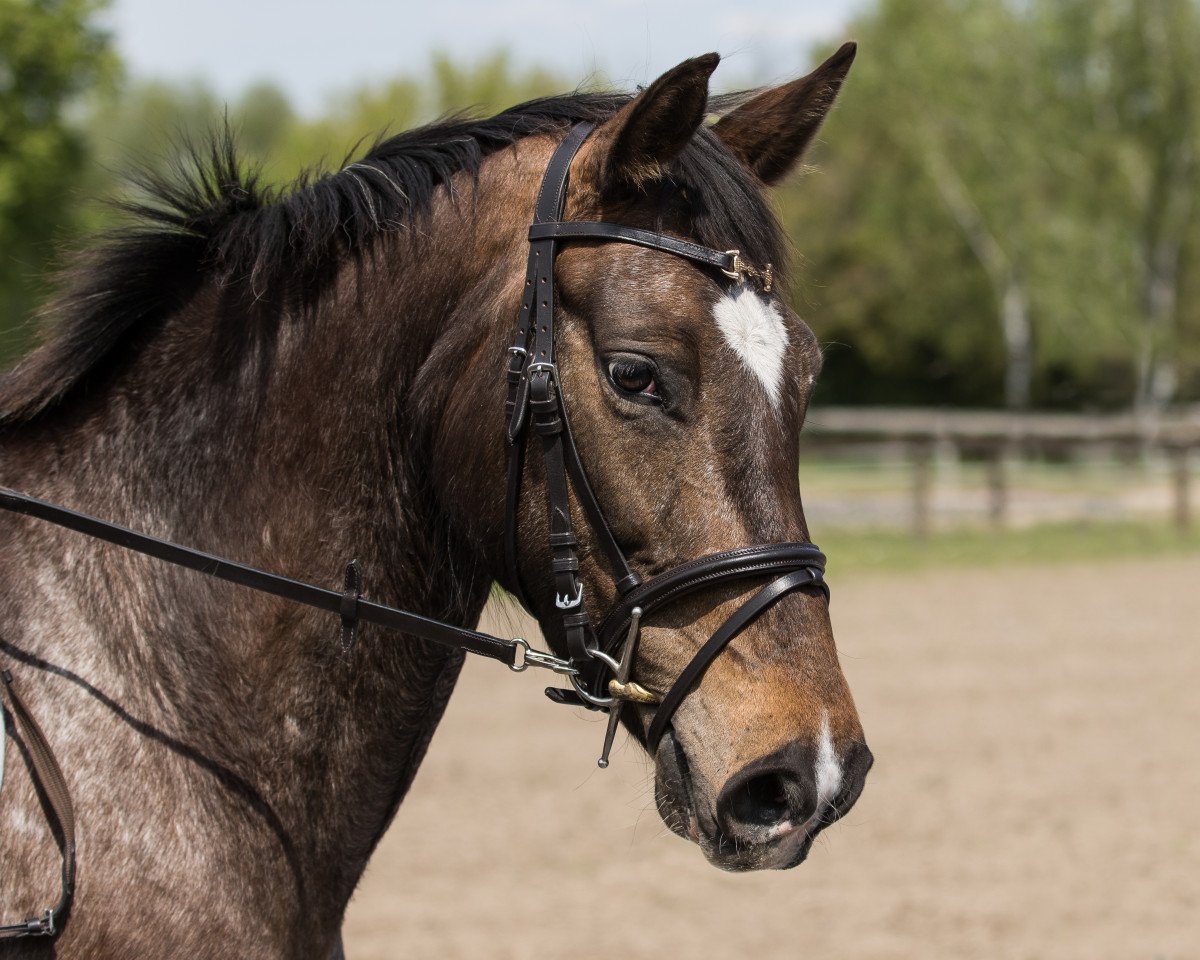 broodmare Free-Shadow (Appaloosa, 2010, from Souvenir Shadow)