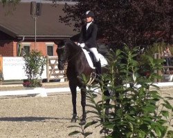 dressage horse Fürst 60 (Hanoverian, 2011, from Fürst Romancier)