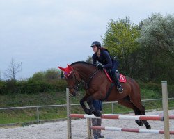 dressage horse Max McFly (Zweibrücken, 2004, from Motley xx)