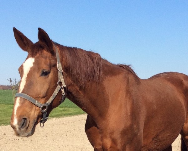 broodmare Whoopy (Hanoverian, 2005, from Weltmeyer)