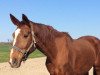 broodmare Whoopy (Hanoverian, 2005, from Weltmeyer)