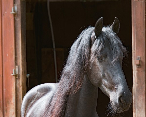 horse Sven v.d. Wijzend (Friese, 2013, from Bikkel 470)