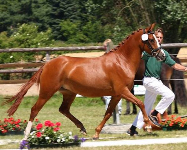 broodmare Donna Belissima (Rhinelander, 2006, from FS Don't Worry)