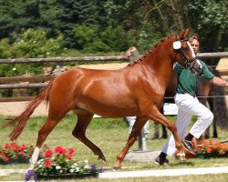 broodmare Donna Belissima (Rhinelander, 2006, from FS Don't Worry)