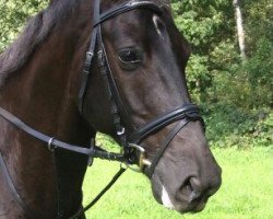 dressage horse Valuce (Hanoverian, 2001, from Voltaire)