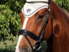 dressage horse Grille M (Hanoverian, 2004, from Goodman)