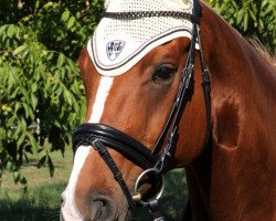 dressage horse Grille M (Hanoverian, 2004, from Goodman)