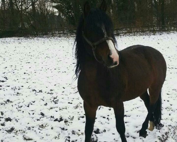 stallion Picolo (German Riding Pony, 2004, from Pico)
